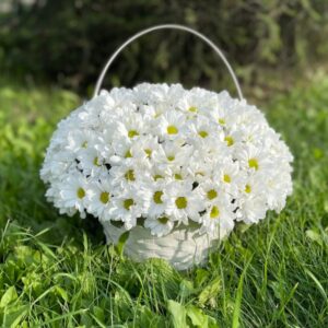 Белые хризантемы в корзине