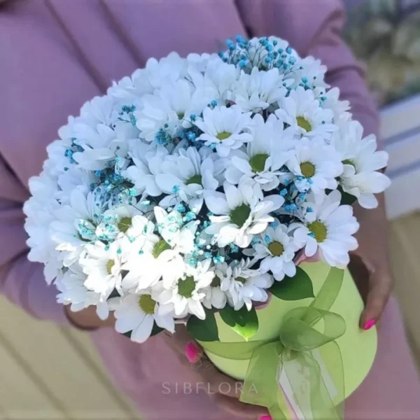 Кустовые хризантемы и гипсофилы в коробке
