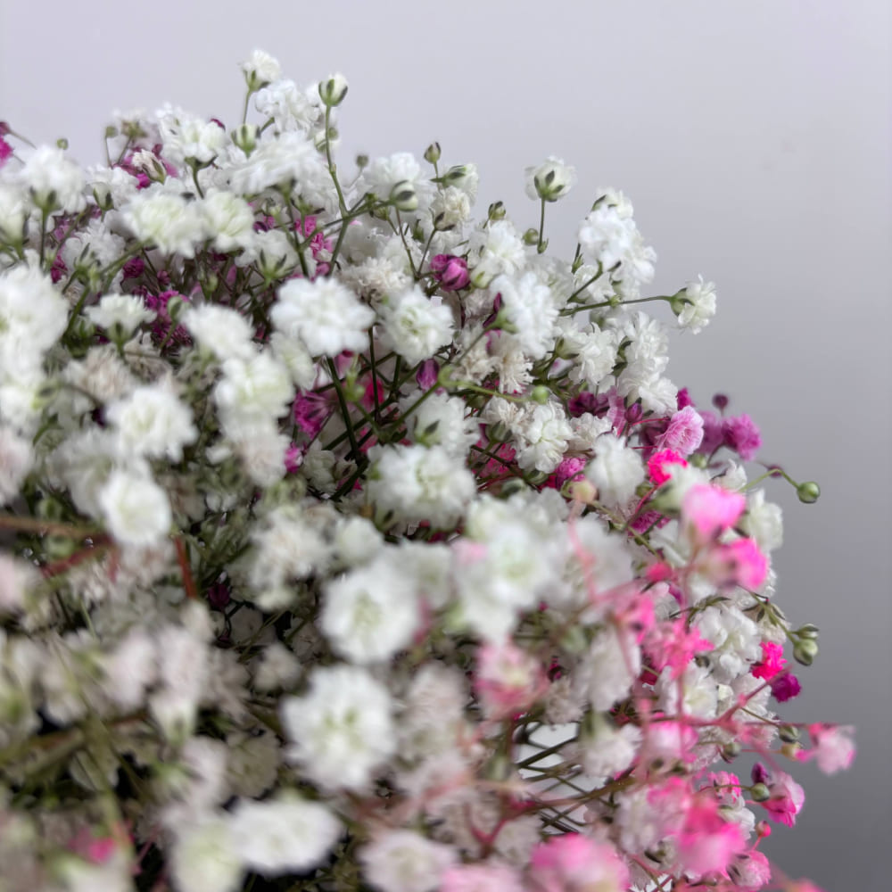 Гипсофила в коробке №539 Гипсофила в коробке №539